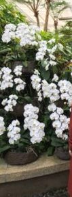 海洋博物熱帯亜熱帯都市緑化植物園の白い蘭